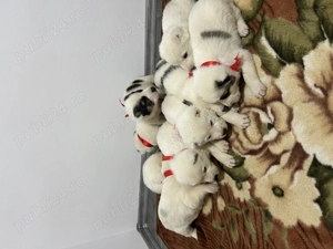 Pui de Asia Centrală  - imagine 2