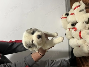 Pui de Asia Centrală 