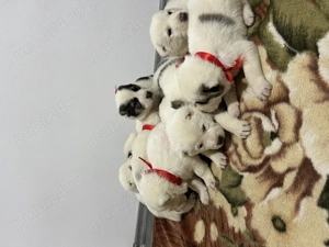 Pui de Asia Centrală  - imagine 3