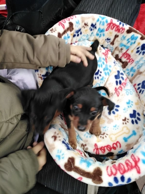 Căței pinscher pitic - imagine 3