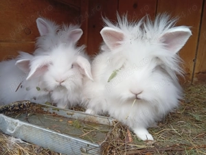 Vând iepuri  - imagine 3