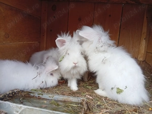 Vând iepuri  - imagine 2