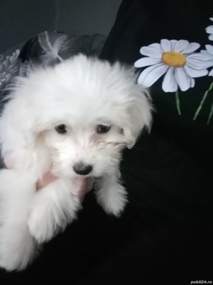 Bichon maltez 