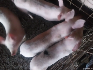 Vând  șoldani - imagine 2