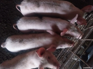 Vând  șoldani - imagine 3