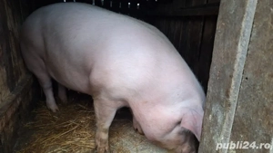 Porc de vânzare - imagine 2