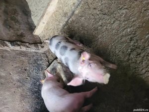 purcei de vanzare. - imagine 3