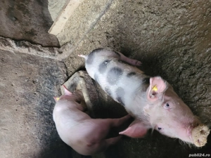 purcei de vanzare. - imagine 2