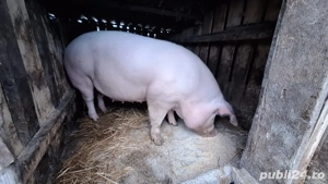 Porc de vânzare - imagine 3