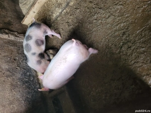 purcei de vanzare. - imagine 4