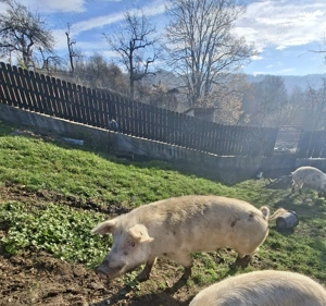 vand porci:purcea 150kg,doi grasuni  ,90kg,