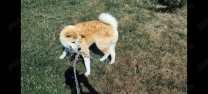 Adulți Akita Inu japonezi gratis  - imagine 5