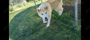 Adulți Akita Inu japonezi gratis  - imagine 4