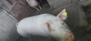 Purcea de vânzare 150 kg - imagine 2