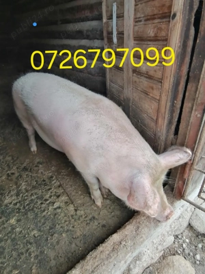 Vând porc crescut natural  - imagine 2