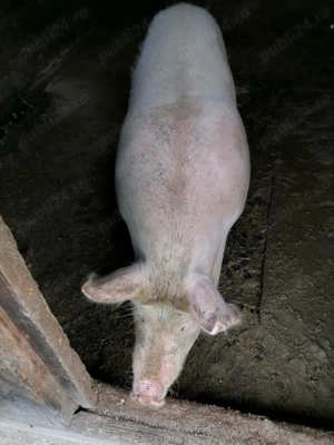 Vând porc crescut natural  - imagine 4