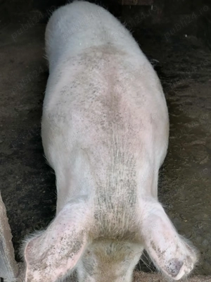 Vând porc crescut natural  - imagine 5