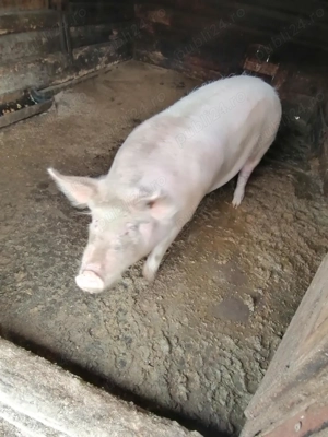 Vând porc crescut natural  - imagine 3