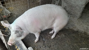 purcea de vanzare  - imagine 3