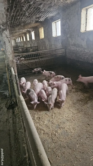 purcei de vanzare  - imagine 4