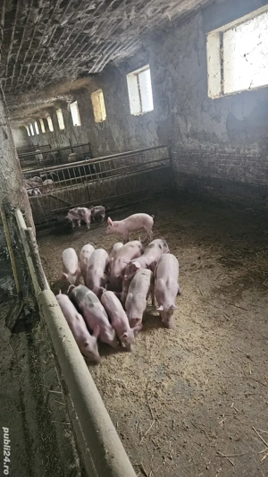 purcei de vanzare  - imagine 3