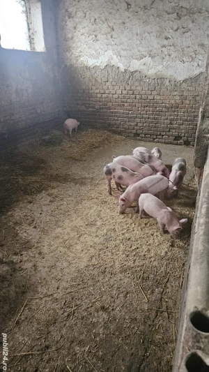 purcei de vanzare  - imagine 5