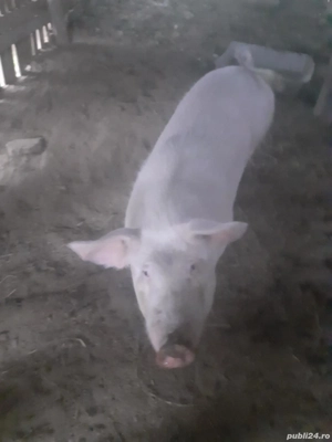 vand scroafa  - imagine 3