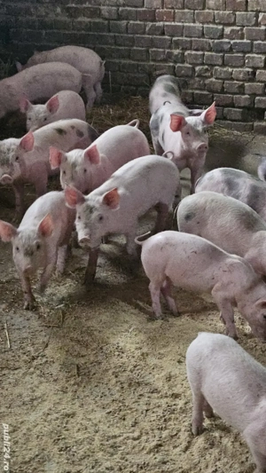 purcei de vanzare  - imagine 2