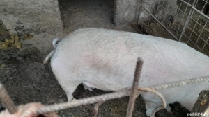 purcea de vanzare  - imagine 2