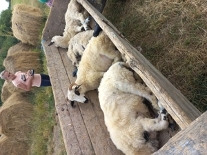 vand trei oi su un berbec de un an  - imagine 2