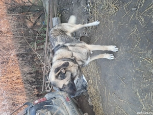 Vând Ciobănesc Carpatin - imagine 4