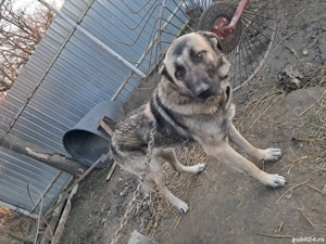 Vând Ciobănesc Carpatin - imagine 5