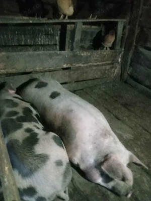 Porci de vânzare 