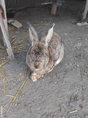 de vanzare  - imagine 2