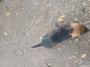 Teckel  pui - imagine 3