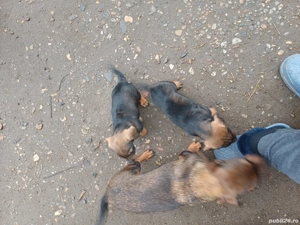 Teckel  pui - imagine 4