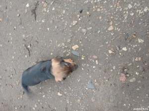 Teckel  pui - imagine 5