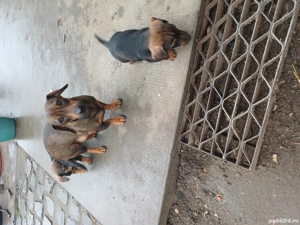 Teckel  pui - imagine 6