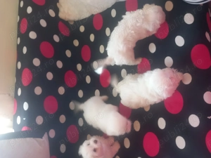 Vând Bisoni Maltezi 4 - imagine 3