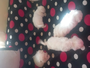 Vând Bisoni Maltezi 4 - imagine 2