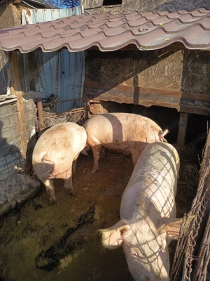 Vând porci ,Bujoreni Teleorman  - imagine 2