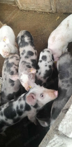 Vand purcei! - imagine 2