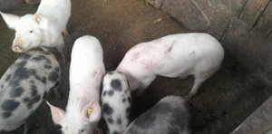 Vand purcei! - imagine 3