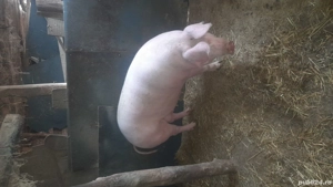 De vânzare porci mari 