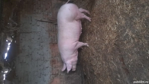 De vânzare porci mari  - imagine 3