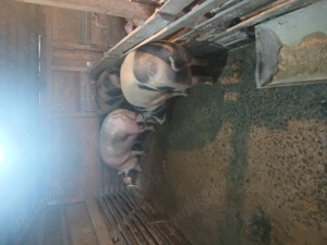 Porci crescuți in gospodărie de vanzare  - imagine 2