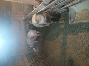 Porci crescuți in gospodărie de vanzare  - imagine 4