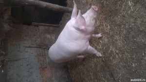 De vânzare porci mari  - imagine 2