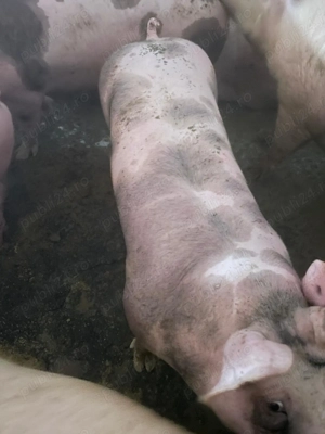 Porci de sacrificat 