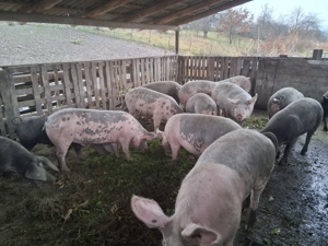 Porci toate categoriile  - imagine 2